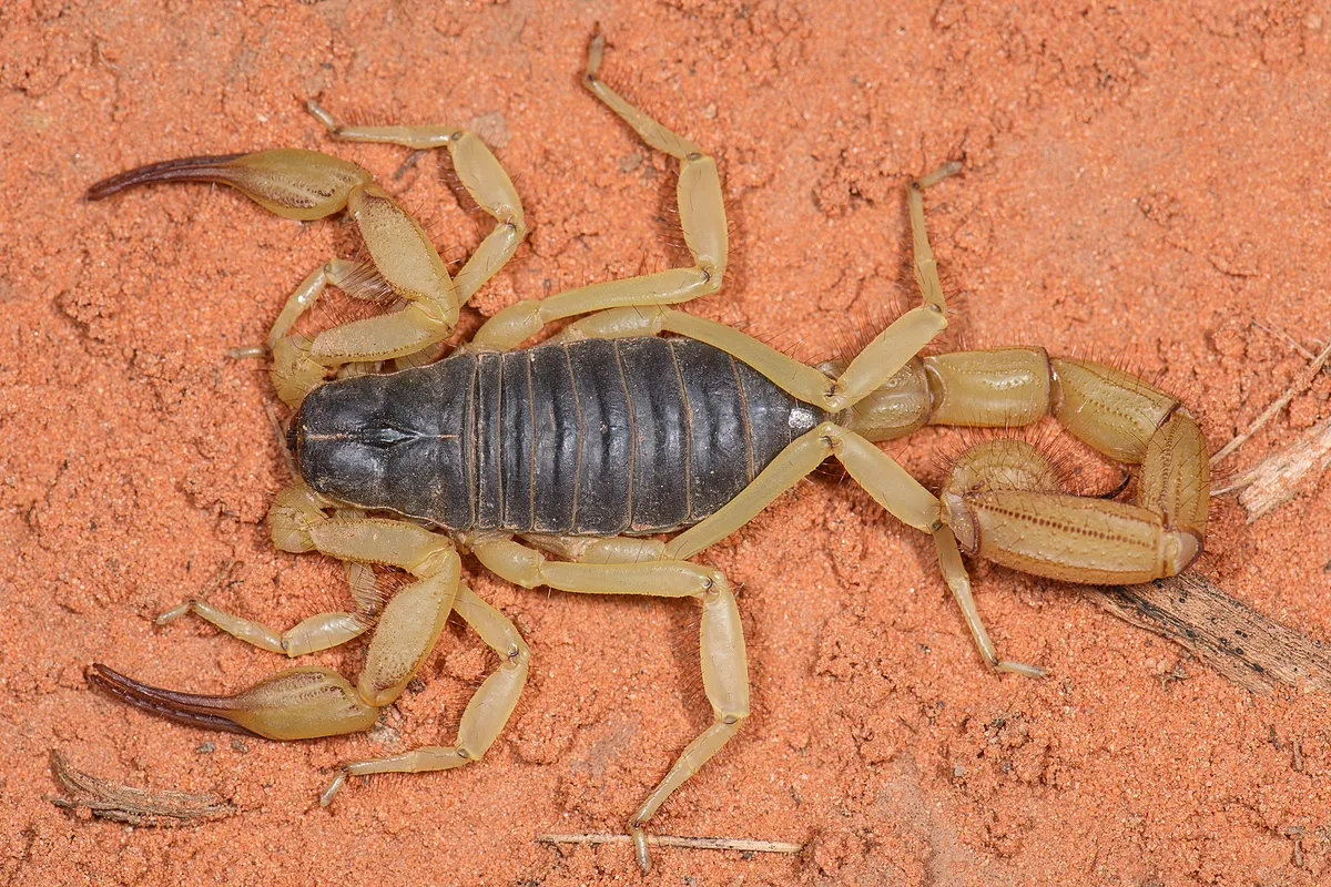 Escorpión Negro Peludo