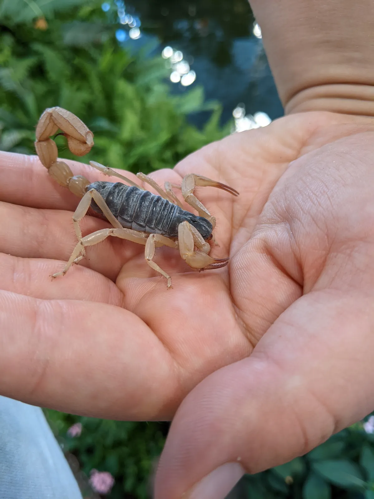 Escorpión Negro Peludo