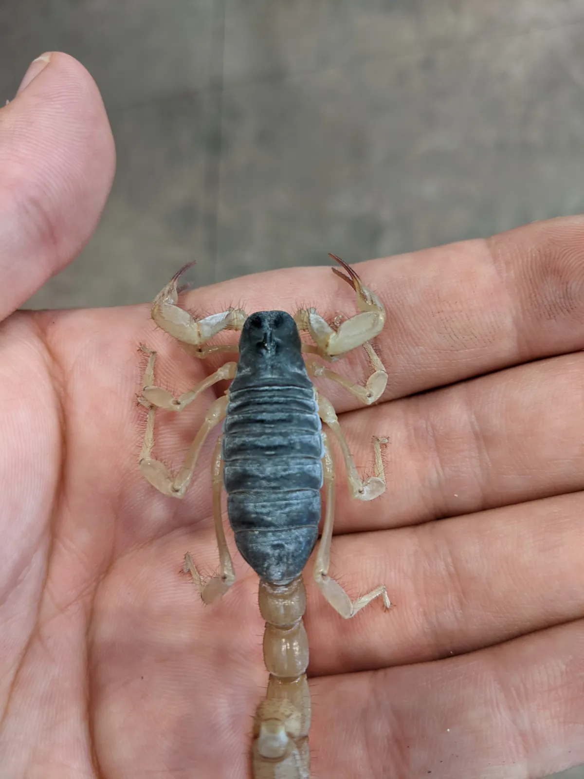 Escorpión Negro Peludo