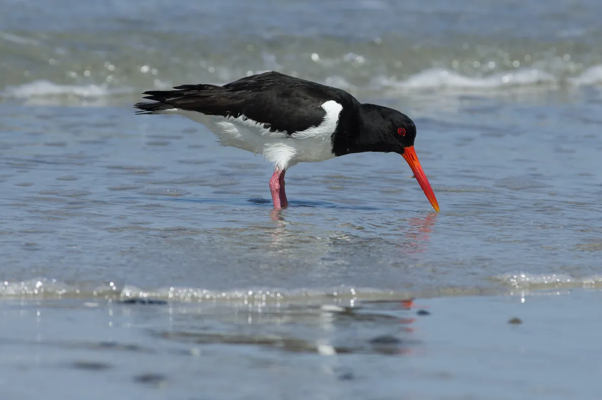 Ostrero Euroasiático