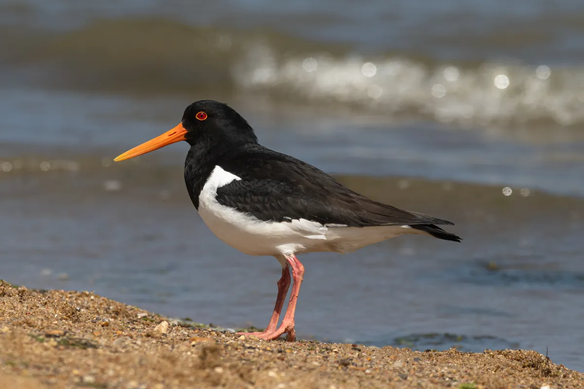 Ostrero Euroasiático