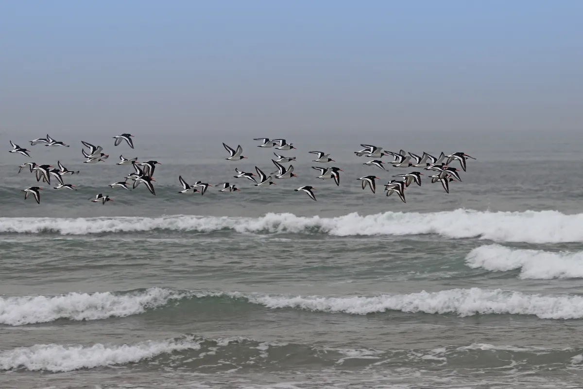 Ostrero Euroasiático