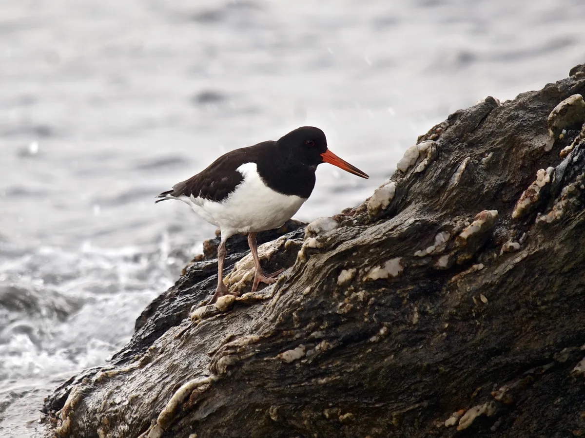 Ostrero Euroasiático