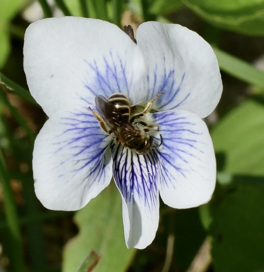 Confusing Metallic Furrow Bee