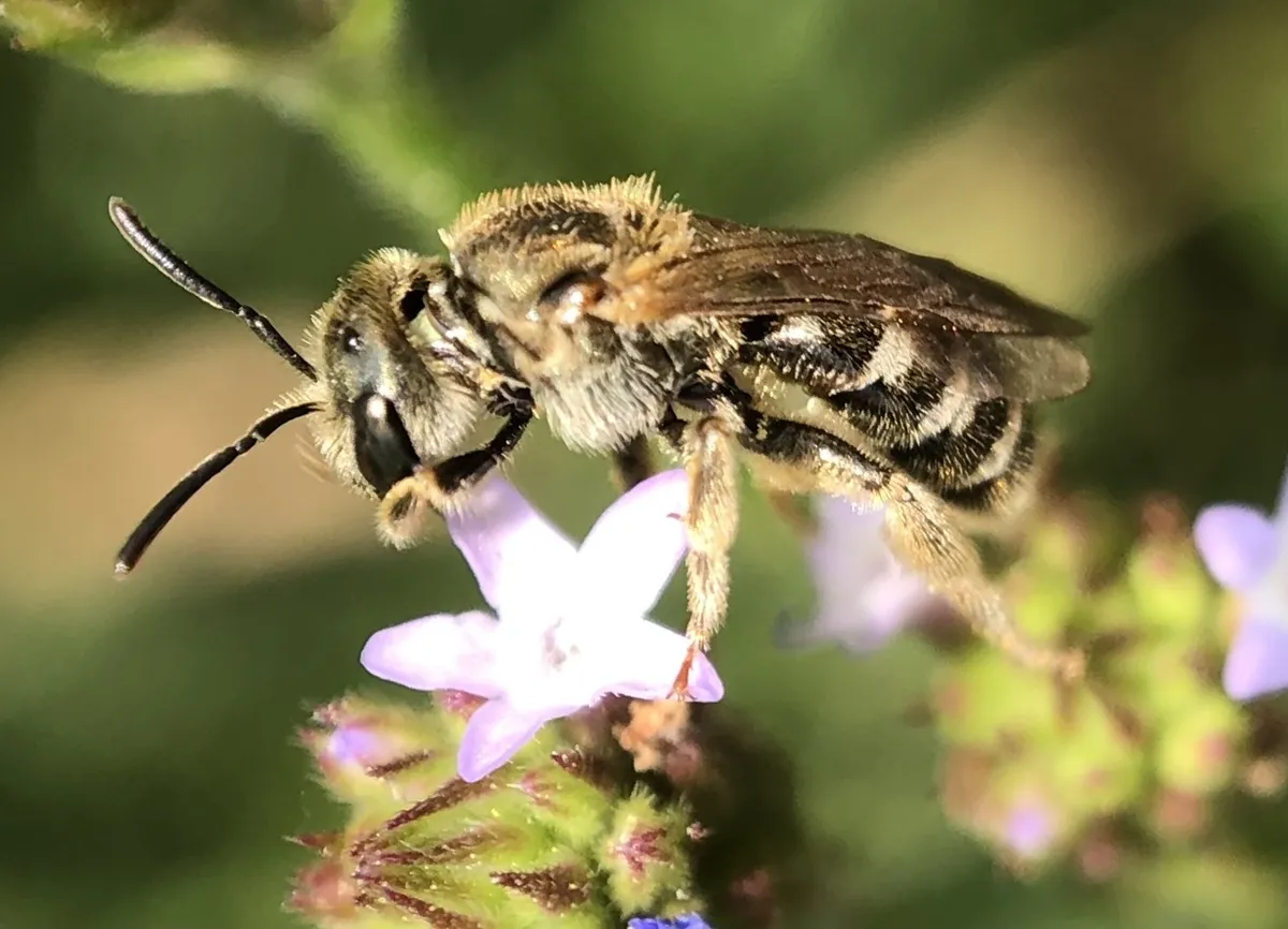 Confusing Metallic Furrow Bee