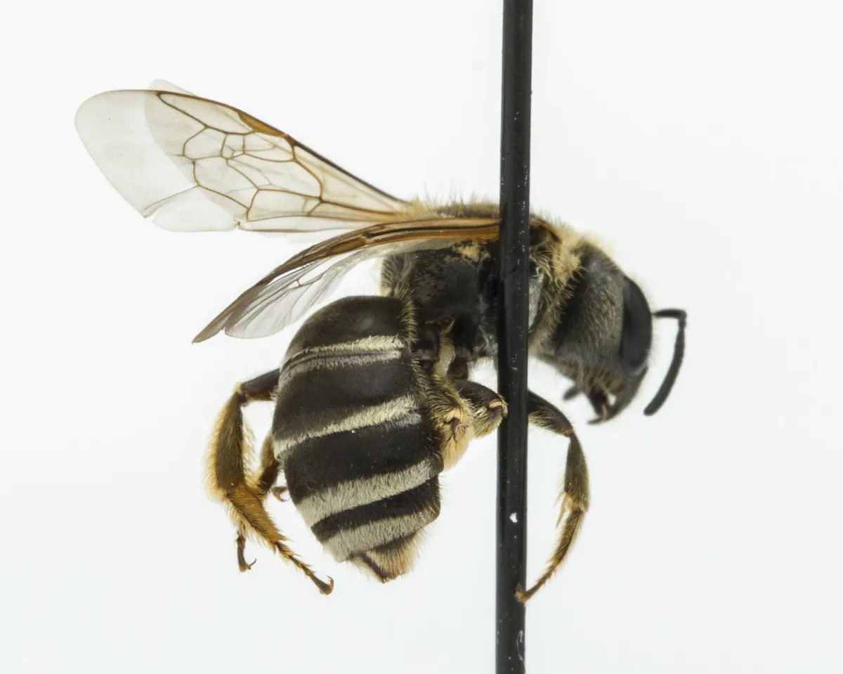Ligated Furrow Bee