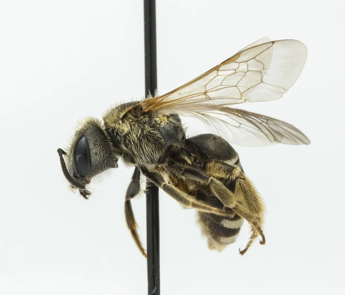 Ligated Furrow Bee