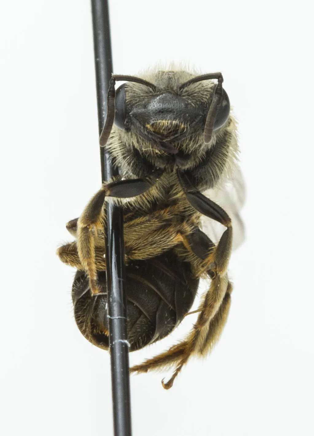 Ligated Furrow Bee