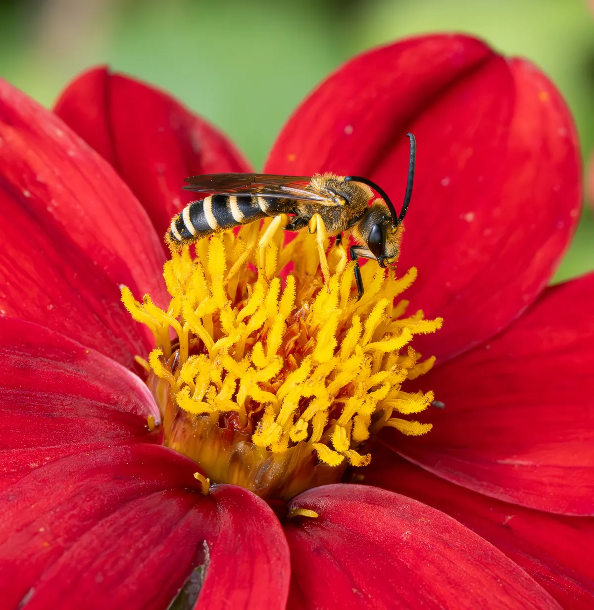 Orange-legged Furrow Bee