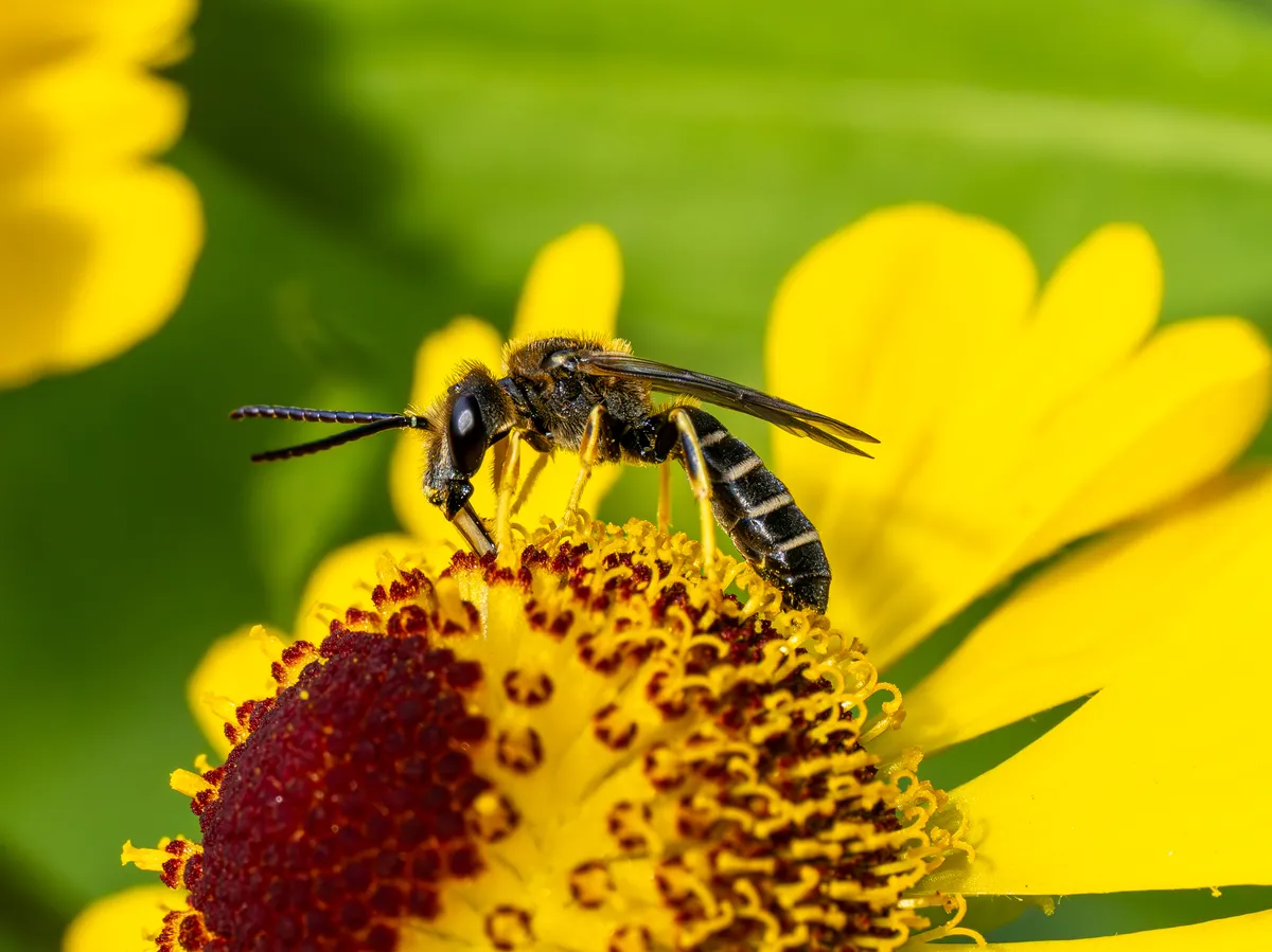 Orange-legged Furrow Bee