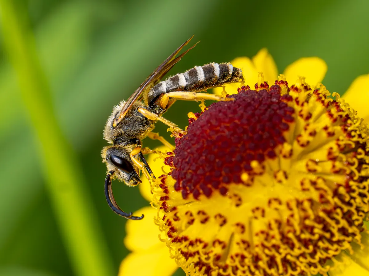 Orange-legged Furrow Bee