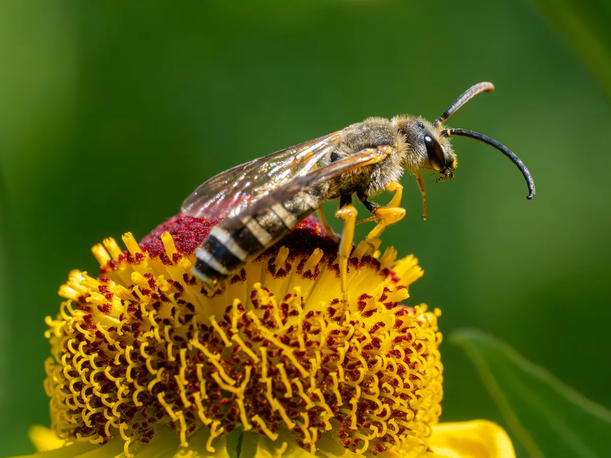 Orange-legged Furrow Bee