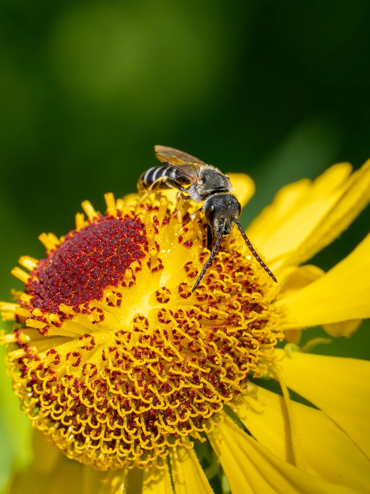 Orange-legged Furrow Bee