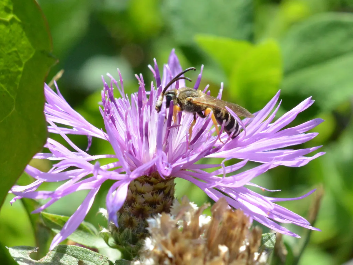Great Banded Furrow Bee