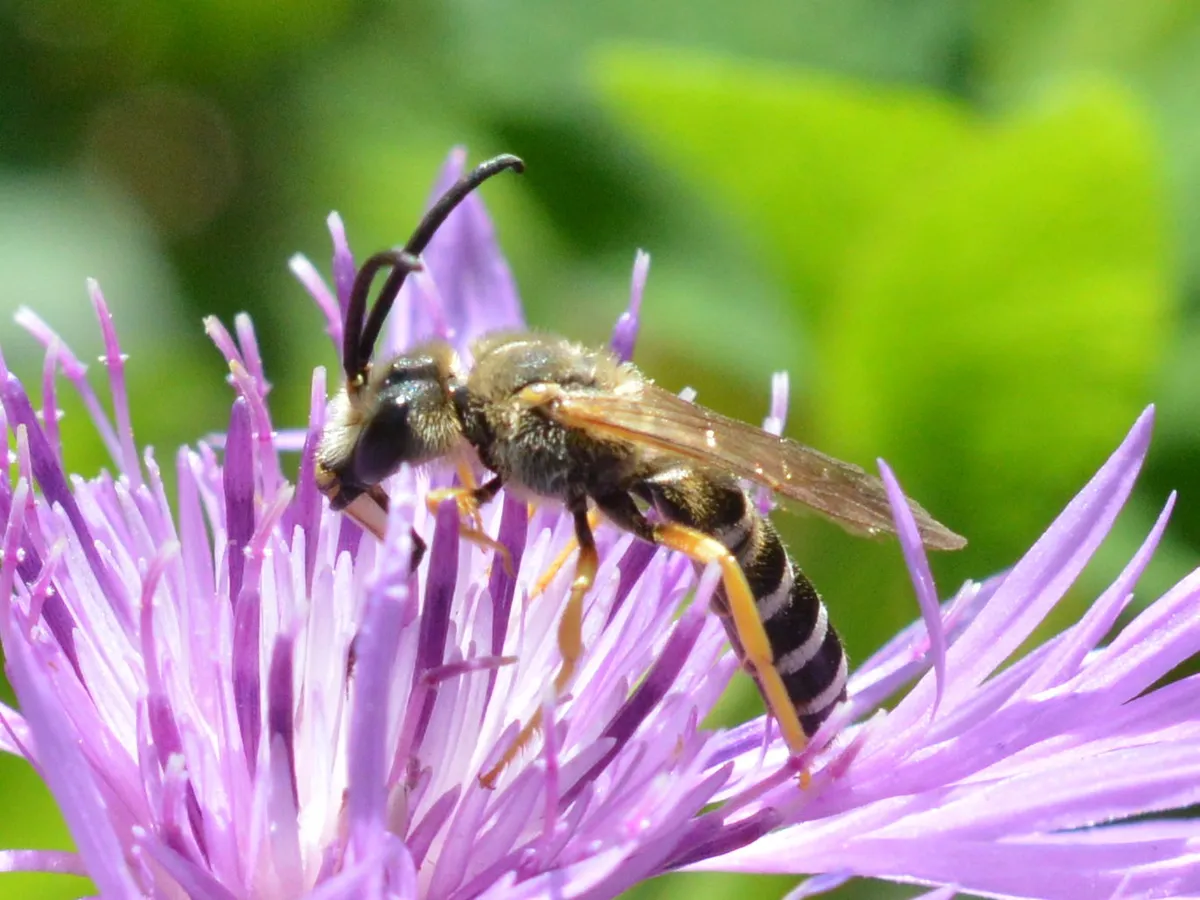 Great Banded Furrow Bee