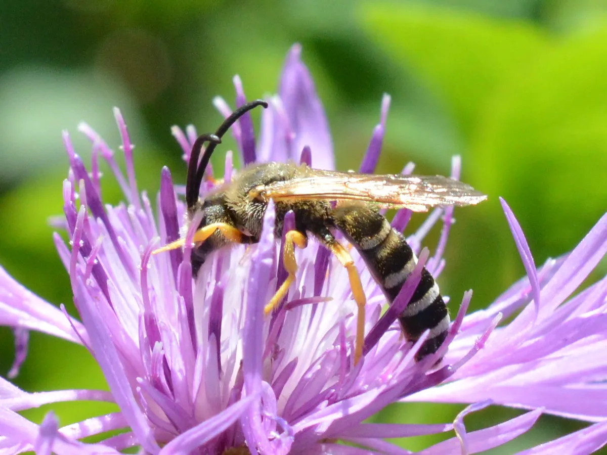 Great Banded Furrow Bee