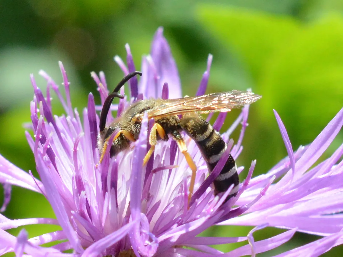 Great Banded Furrow Bee