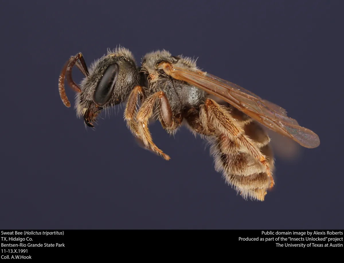 Halictus tripartitus