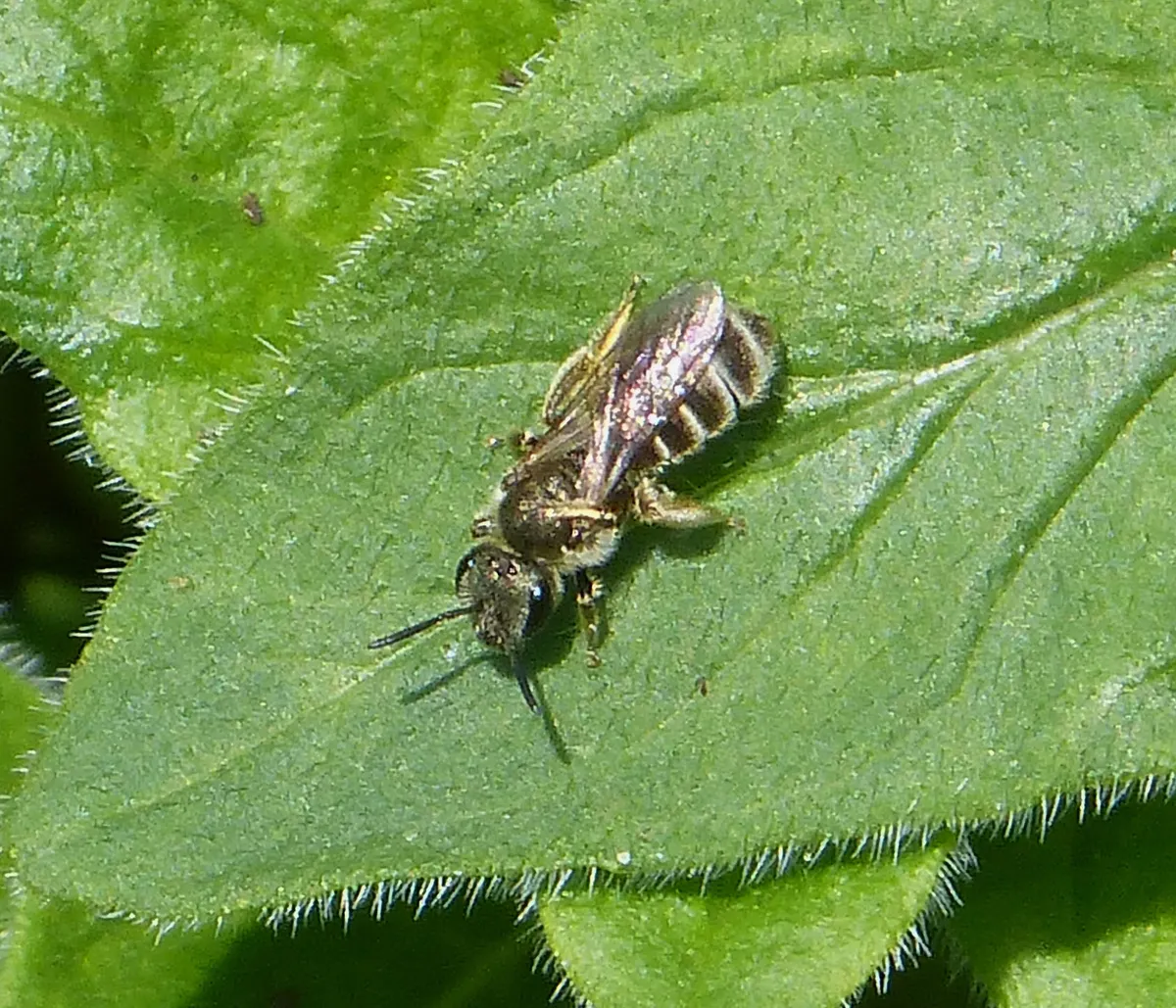 Halictus tumulorum