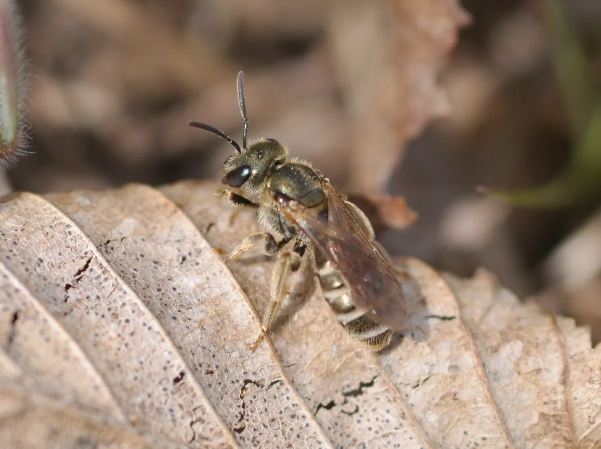Bronze Furrow Bee