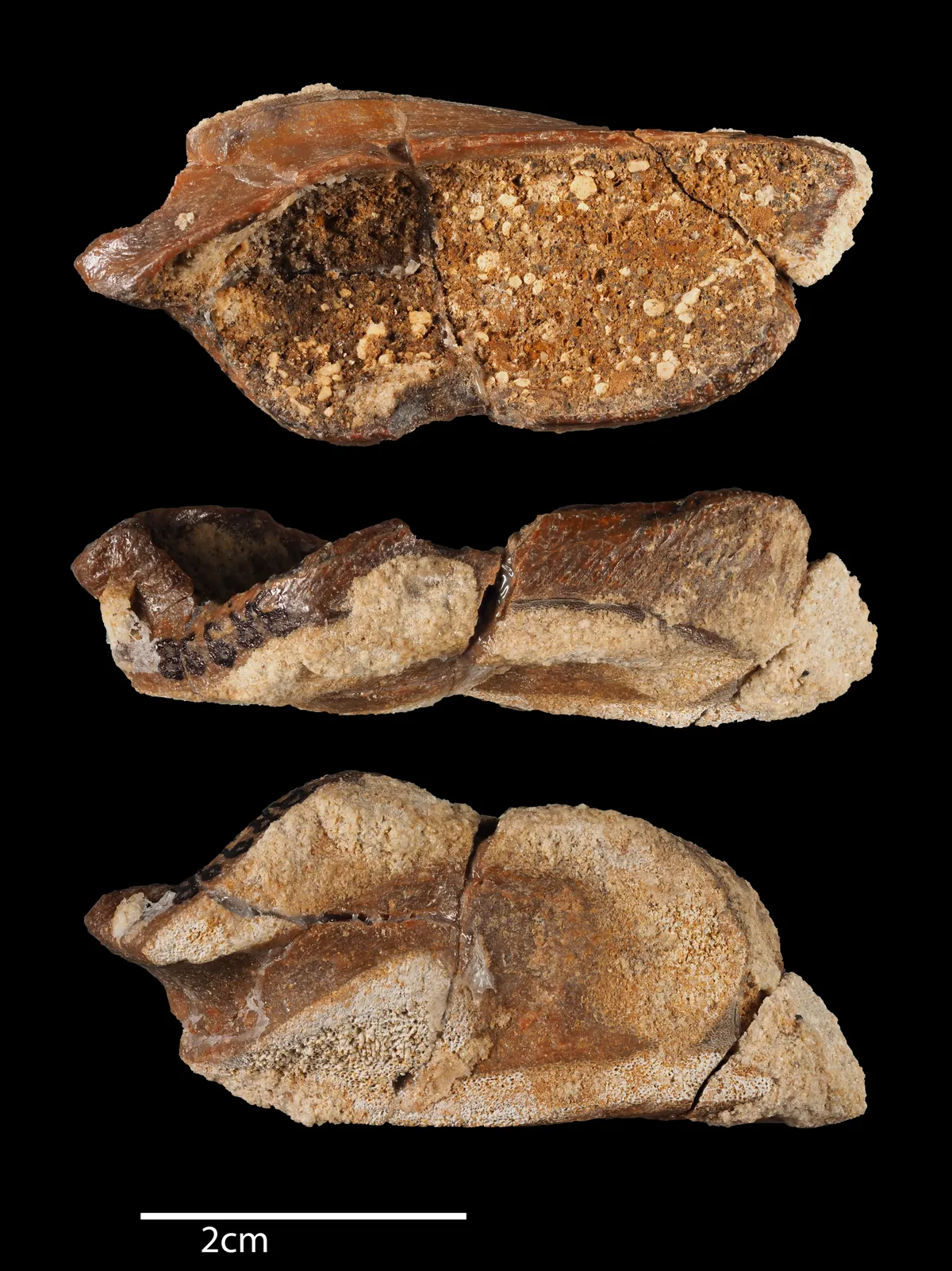 Halonodon luxembourgensis