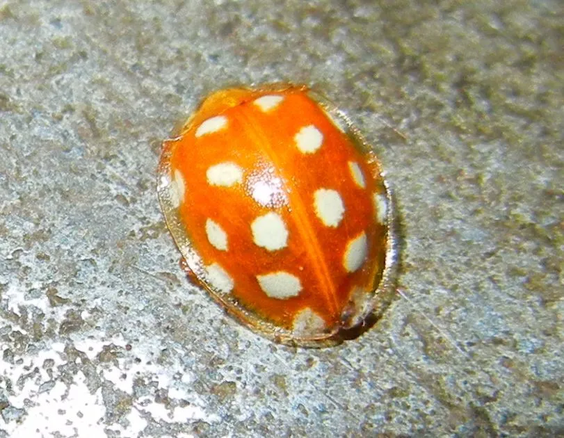 16-spot Ladybird
