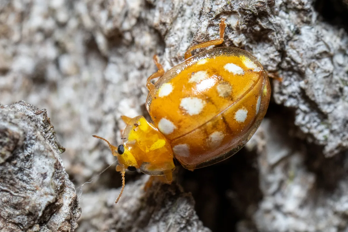 16-spot Ladybird