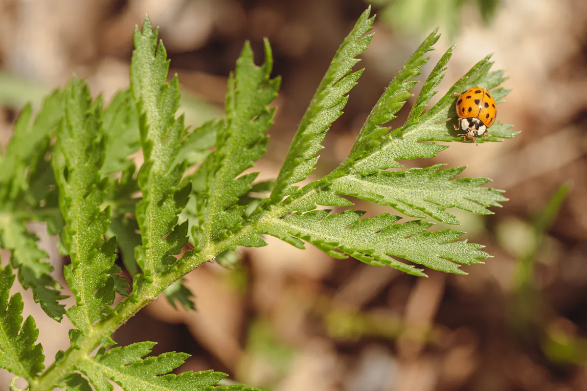 Multicoloured Asian Ladybird