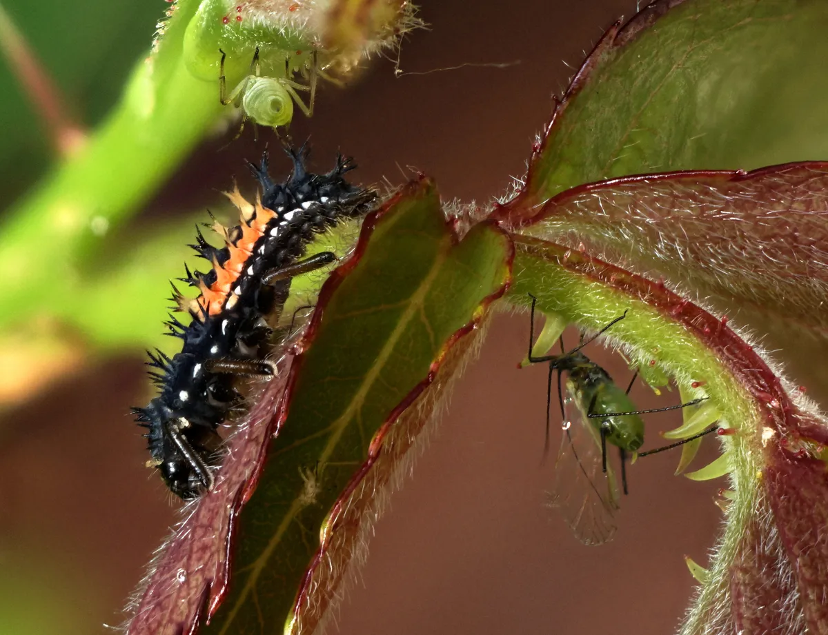 Multicoloured Asian Ladybird