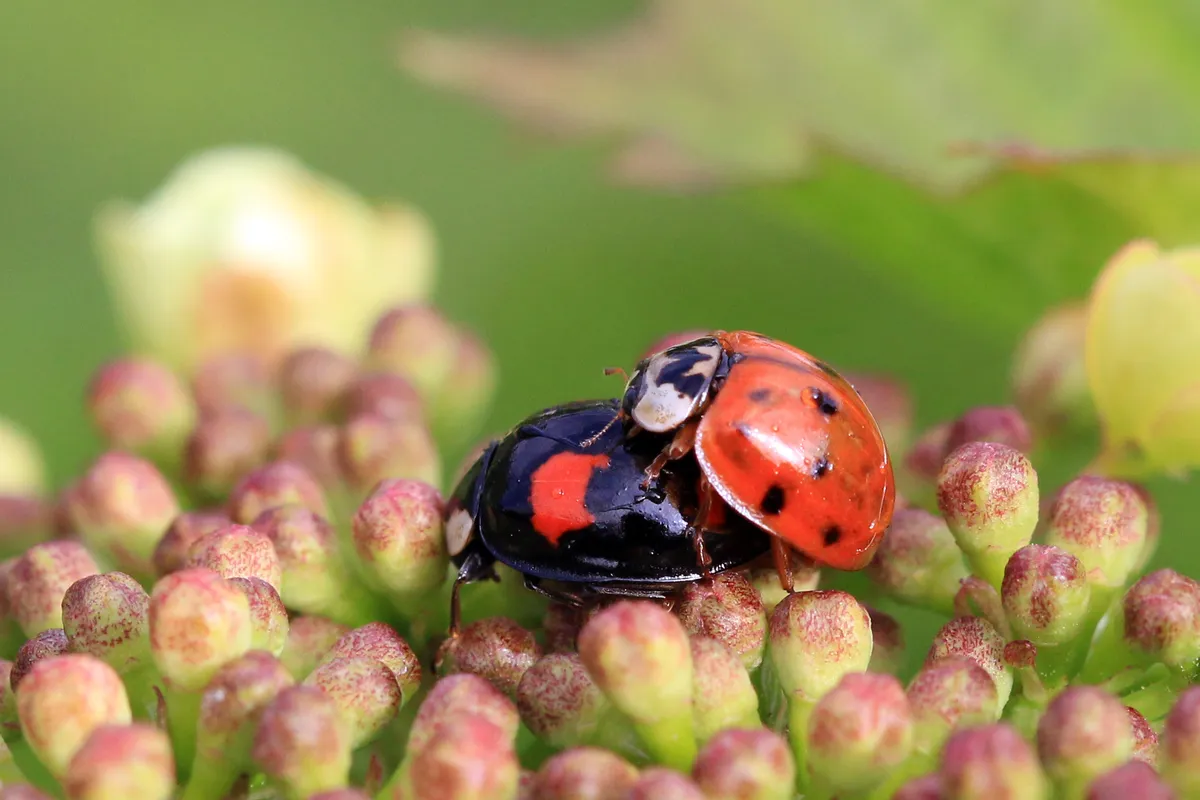 Multicoloured Asian Ladybird