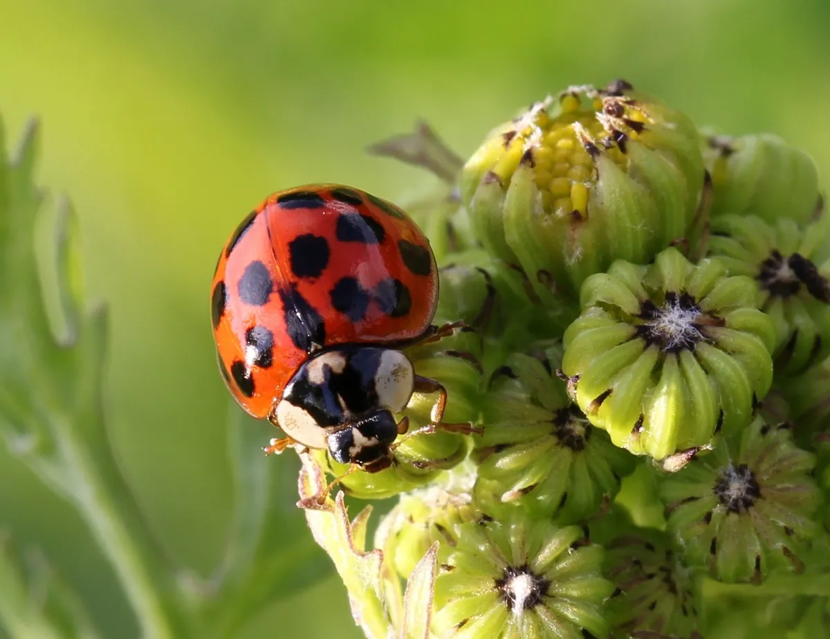 Multicoloured Asian Ladybird