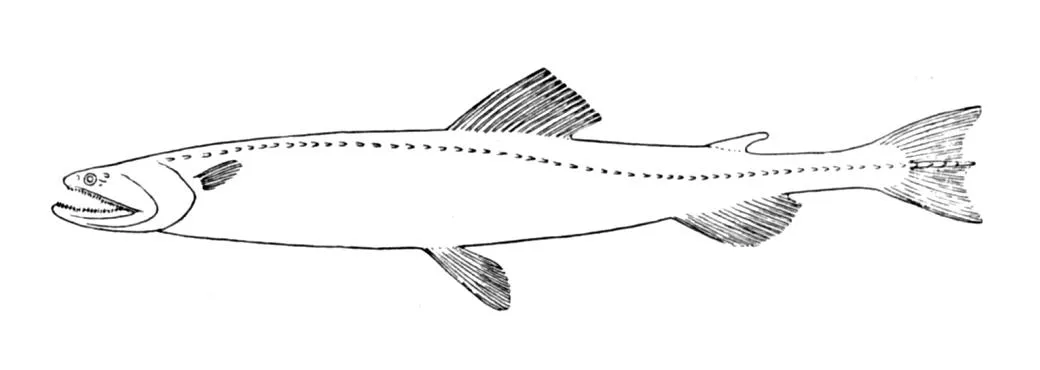 Pez lagarto de aleta pequeña