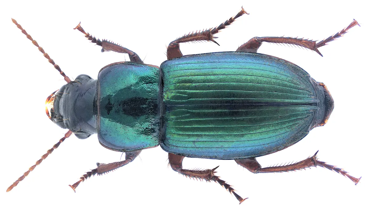 Escarabajo terrestre polícromo