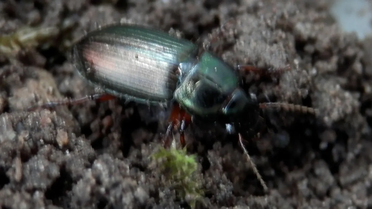 Escarabajo terrestre polícromo