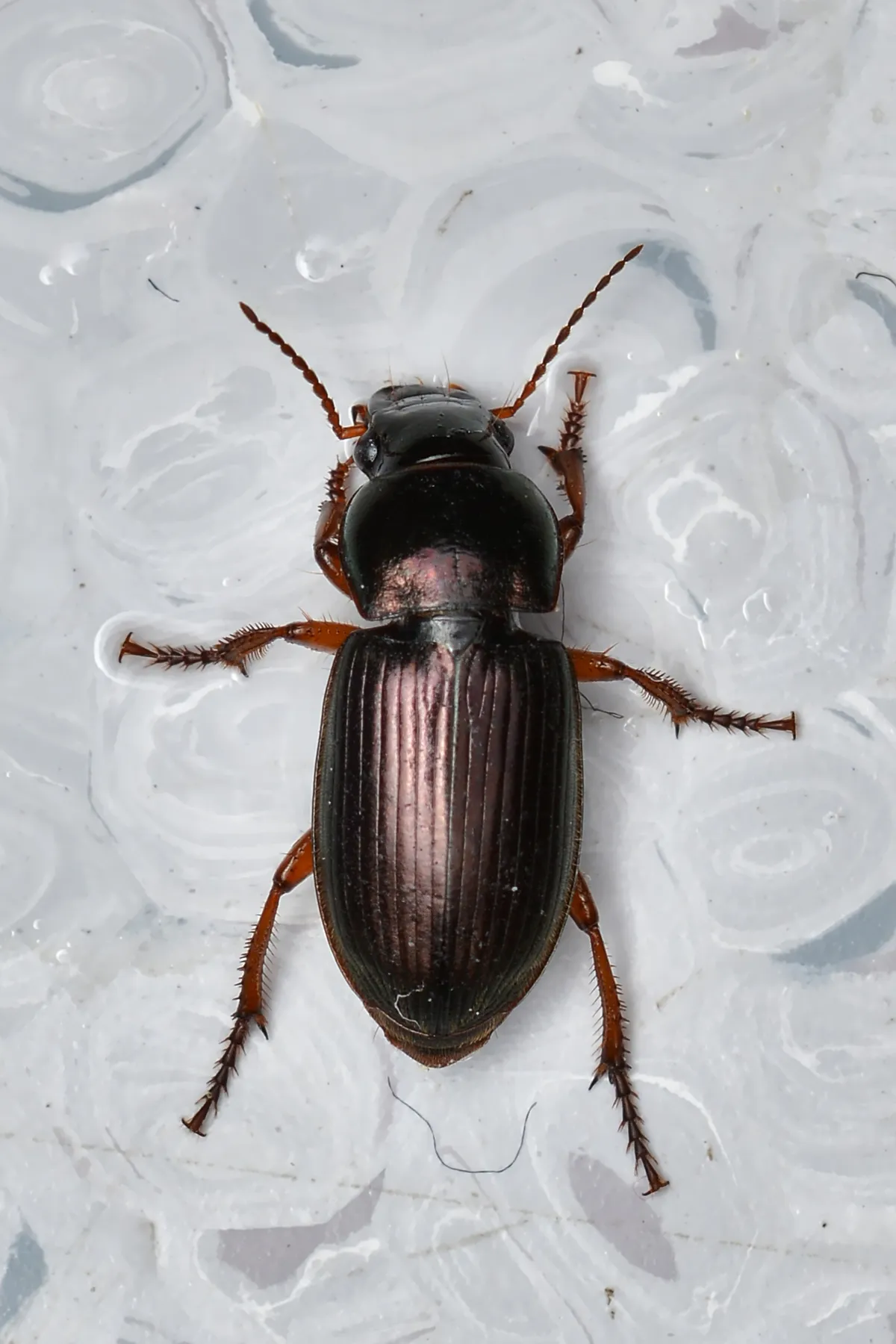 Escarabajo terrestre polícromo