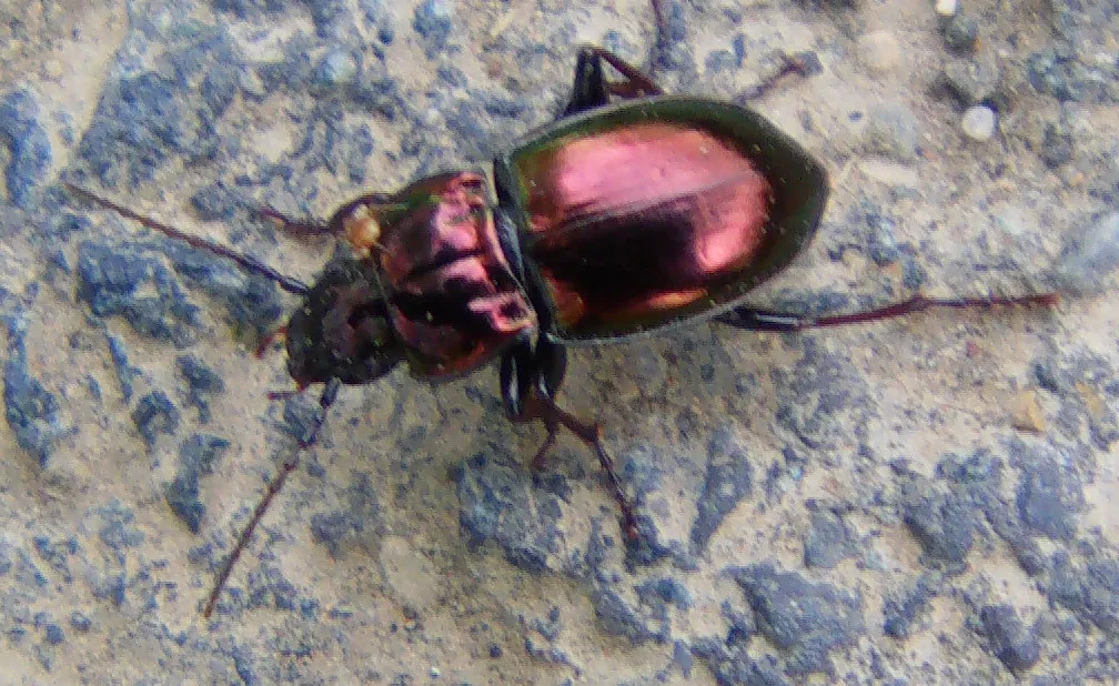 Escarabajo terrestre polícromo