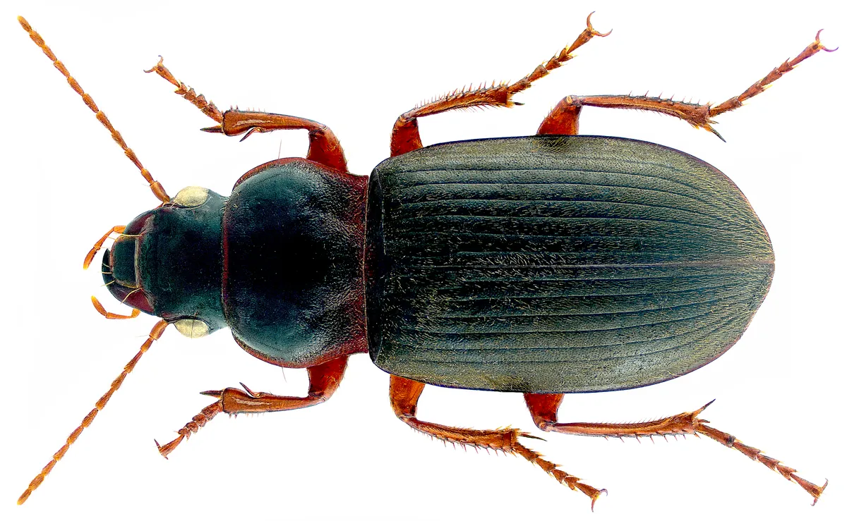 Harpalus rufipes