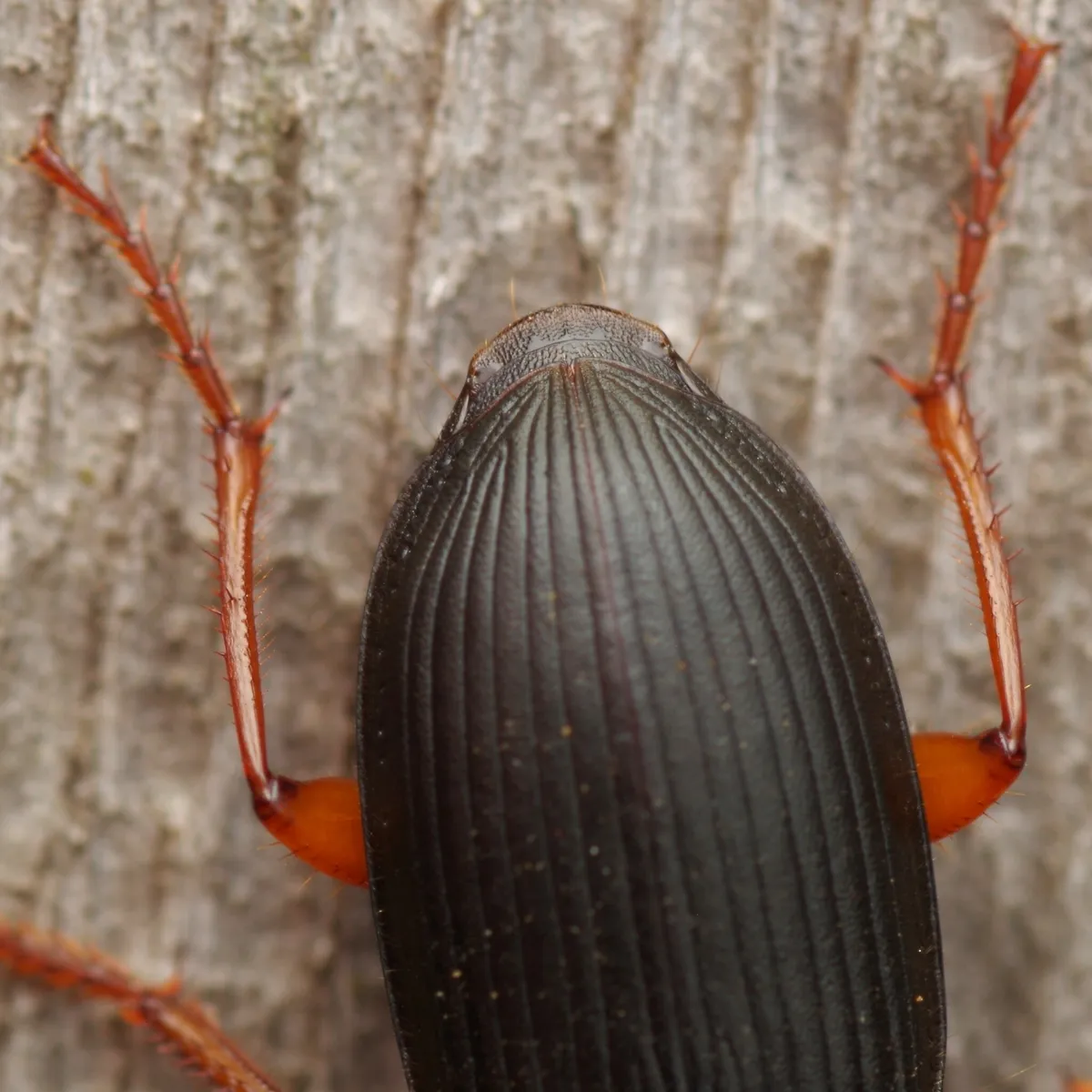 Strawberry harp ground beetle
