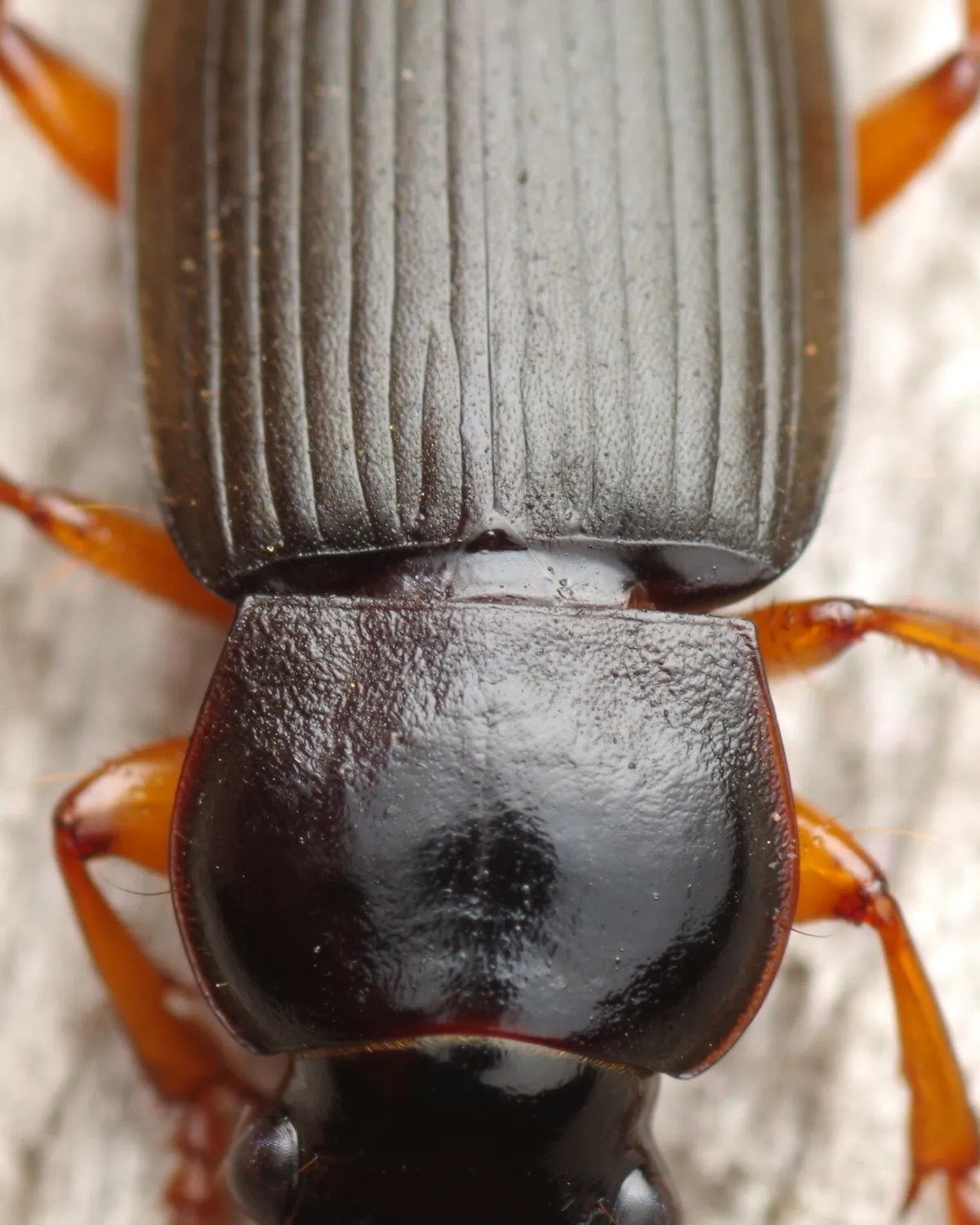 Strawberry harp ground beetle