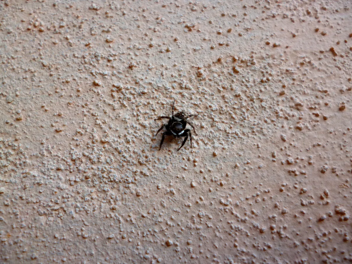 Araña Saltadora de Adanson