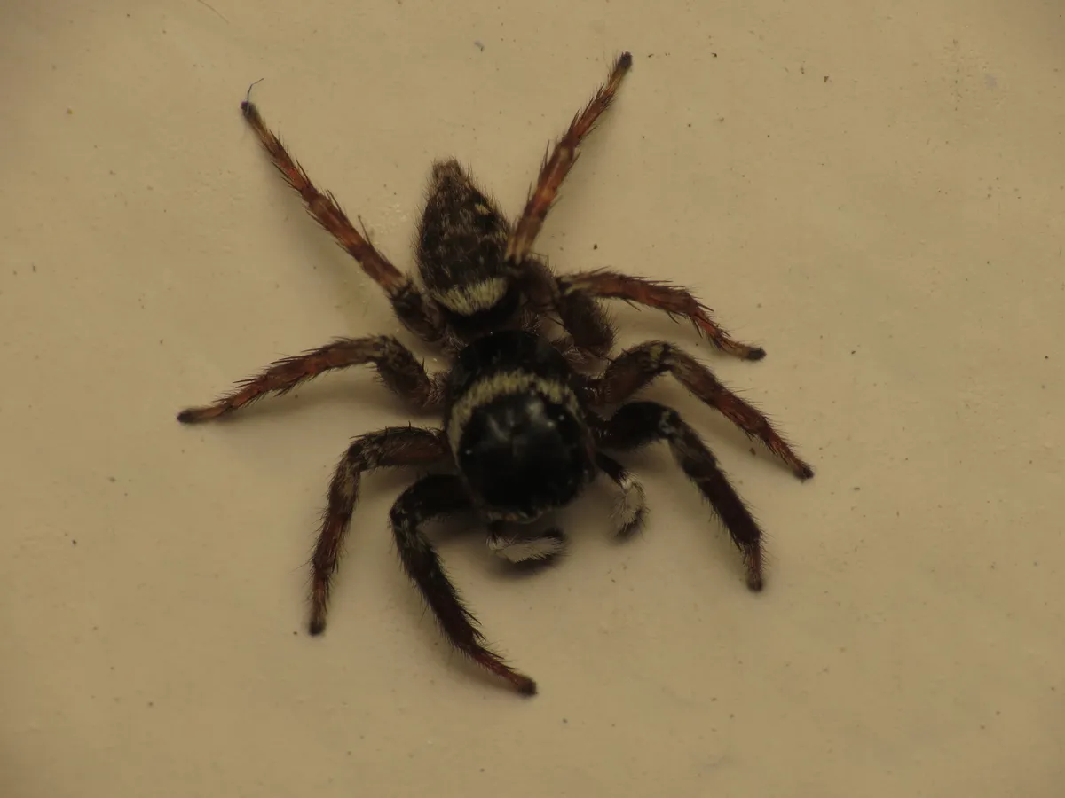 Araña Saltadora de Adanson