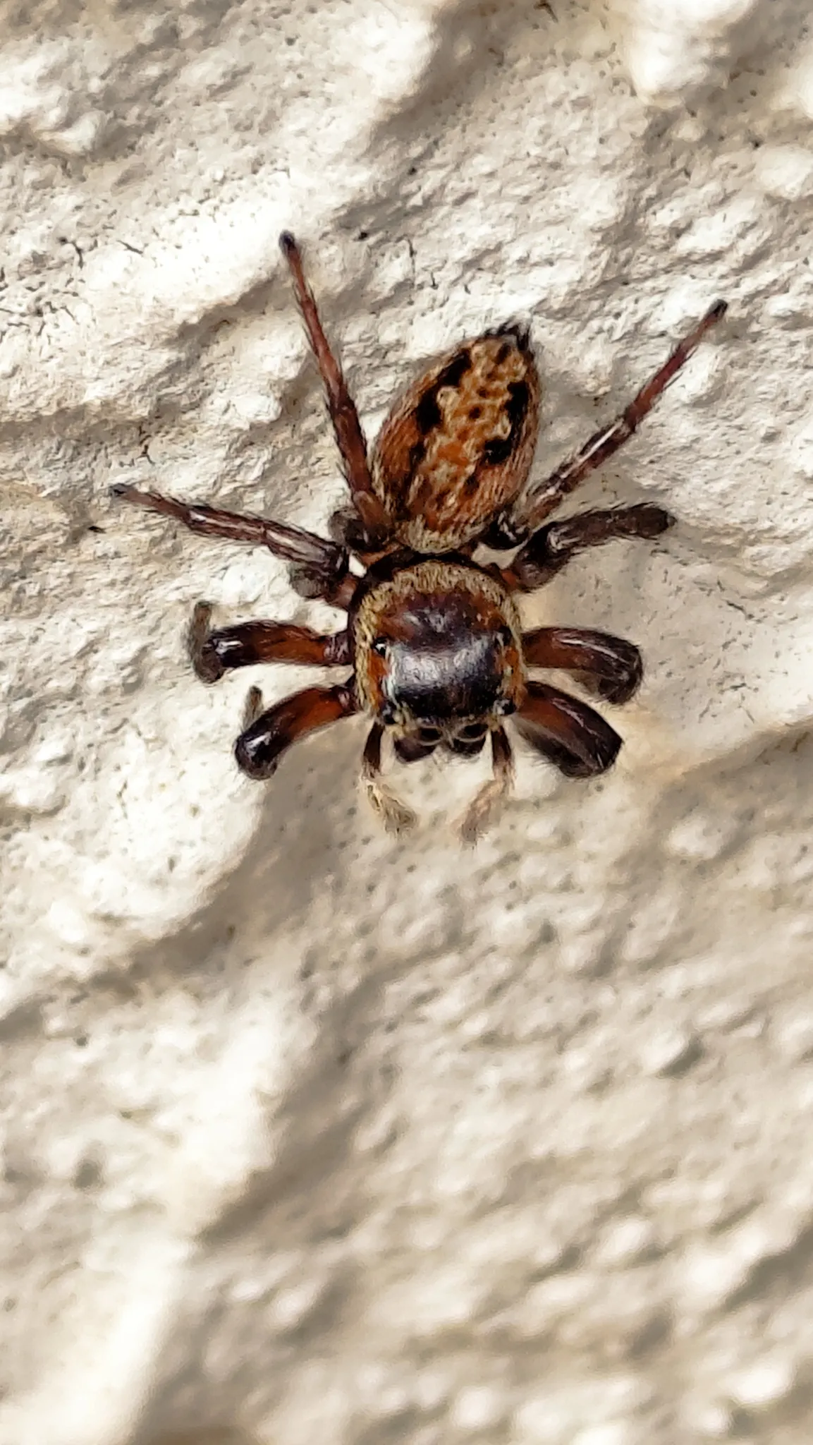 Araña Saltadora de Adanson