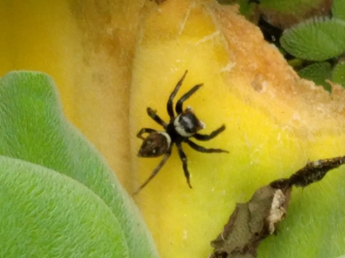 Araña Saltadora de Adanson