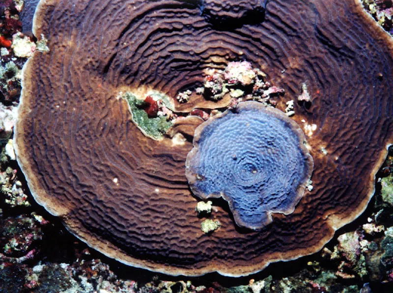 Helioseris cucullata