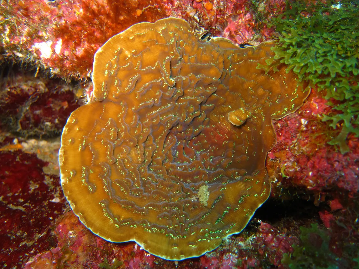 Sunray lettuce coral