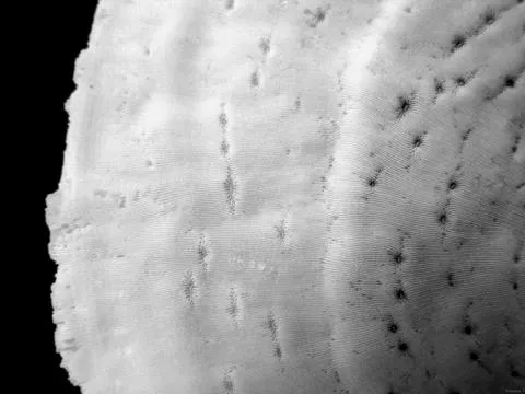 Sunray lettuce coral