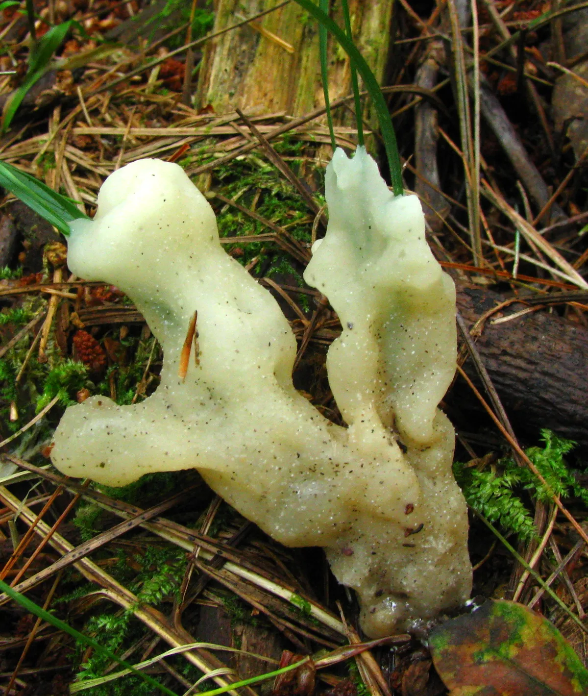 Helvellosebacina concrescens