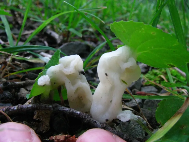 Helvellosebacina Fungus