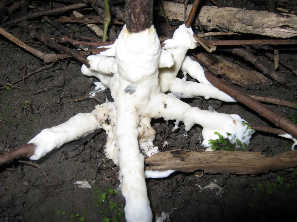 Helvellosebacina Fungus