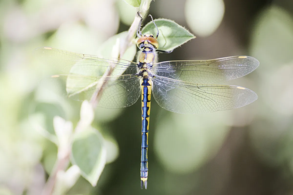 Libélula Esmeralda Tau